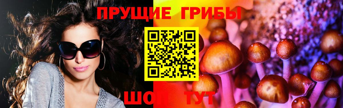 Псилоцибиновые грибы Psilocybine cubensis Тара